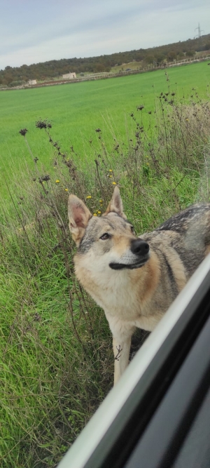 Coldiretti. I lupi ammazzano animali nei pascoli