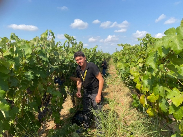 VENDEMMIA: COLDIRETTI PUGLIA, PRIMO TAGLIO UVE NEGROAMARO PER BOLLICINE PUGLIESI