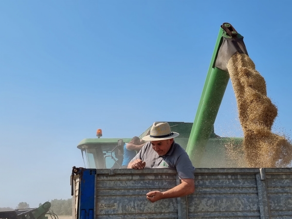 GRANO: COLDIRETTI PUGLIA, IN 2 MESI IL GRANAIO D’ITALIA PERDE 80 €/TON