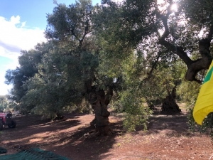 XYLELLA: COLDIRETTI PUGLIA, NUOVI CONTAGI, SCOMPARSO 1/3 ULIVI MONUMENTALI EPIDEMIA SI ESTENDE A NORD NELLA PIANA DELLE PIANTE SECOLARI