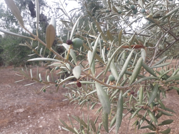 SICCITÀ: COLDIRETTI PUGLIA, BENE PIANO REGIONALE EMERGENZA IDRICA; SOS CAMPI E STALLE