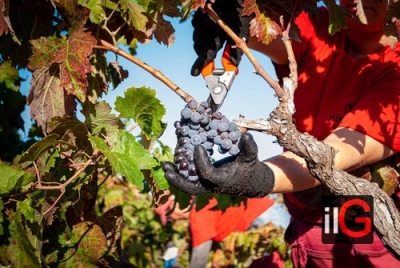 COLDIRETTI PUGLIA, UVA DA TAVOLA IN CAMPO A 0,50 € AL CONSUMO 4 €