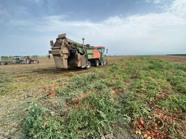 COLDIRETTI PUGLIA, A RISCHIO CAMPAGNA POMODORO