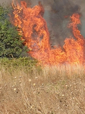 Mesagne. Vasto incendio in contrada Tagliata