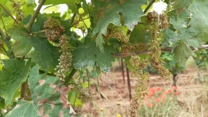 CLIMA: COLDIRETTI PUGLIA, BENE LOTTA A KILLER VIGNE E GRANCHIO ALIENO