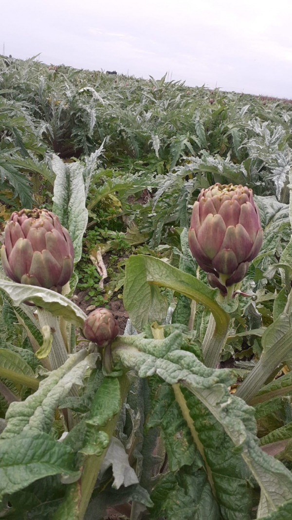 CROLLANO PREZZI DEI CARCIOFI BRINDISINI