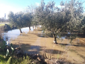 MALTEMPO: COLDIRETTI PUGLIA, PRIMAVERA NATALIZIA IN CAMPAGNA; NEVE A BARI, BAT E FOGGIA E RISCHIO GELATE