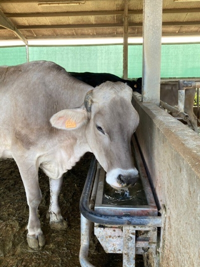 SICCITÀ: COLDIRETTI PUGLIA, CON PASCOLI COMPROMESSI SOS ALIMENTAZIONE ANIMALI