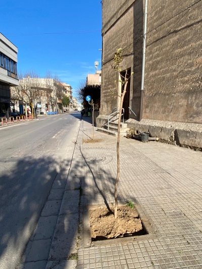 Piantumazione alberi in via San Francesco