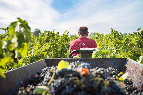 Tenuta Lu Spada fa scuola , tra vini biologici e Italian Food