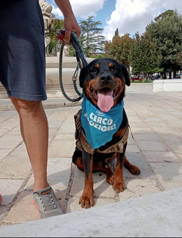 Mesagne. Un successo la giornata dedicata alle adozioni canine