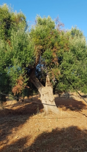 XYLELLA: COLDIRETTI PUGLIA, RIMBORSI AGLI AGRICOLTORI PER SOSTENERE LOTTA AL VETTORE