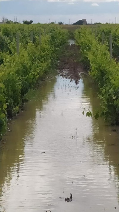 Danni da maltempo. Gli agricoltori chiederanno lo stato di calamità