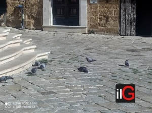 Mesagne. I piccioni si nutrono ai piedi della Matrice