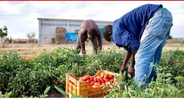 COLDIRETTI PUGLIA, 1 RACCOLTO SU 4 GRAZIE A STRANIERI