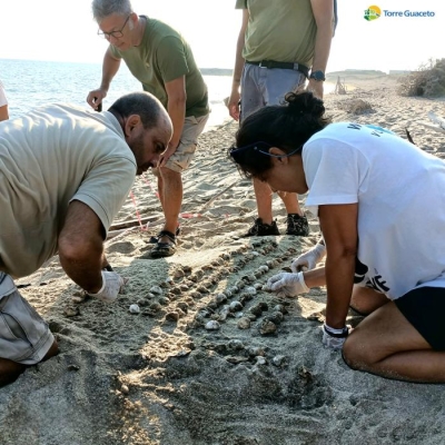 A Torre Guaceto nate oltre 100 Caretta caretta (Guarda il video)