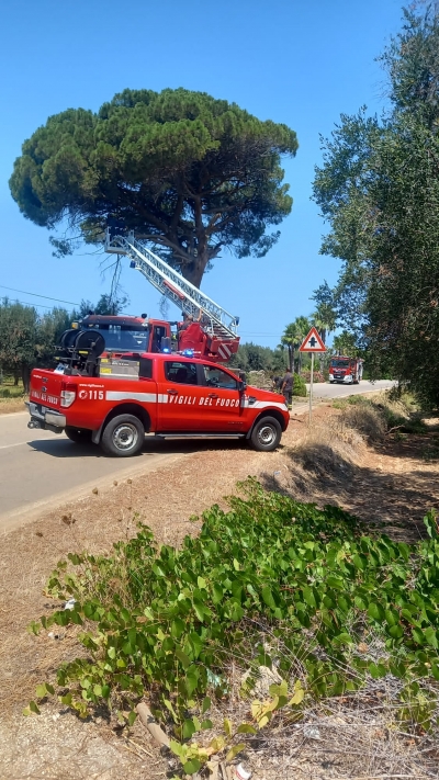 Mesagne. Pino pericolante: intervengono Ser, pompieri e vigili