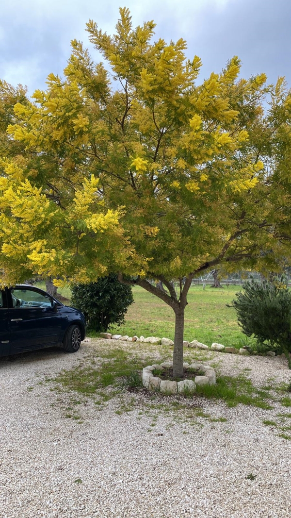 CLIMA: COLDIRETTI PUGLIA, MIMOSE GIÀ IN FIORE PER NATURA IN TILT CON FINTA PRIMAVERA; ALLARME GELO SU RISVEGLI DA LETARGO