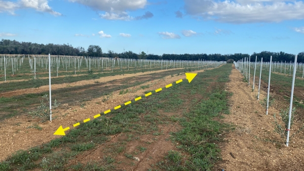 Cia Salento: “Furti nelle campagne, agricoltori disperati”