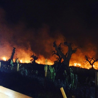 XYLELLA: COLDIRETTI PUGLIA, IN SALENTO IL 70% INCENDI MANDANO IN FUMO ULIVI MALATI