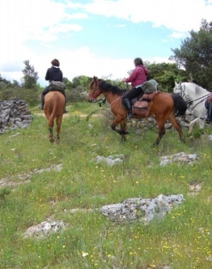 FIERACAVALLI: COLDIRETTI PUGLIA, QUASI 20MILA CAVALLI (+32% IN 5 ANNI) TRA SPORT E TURISMO IN PUGLIA