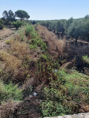 Le foto mostrano un canale pieno di vegetazione in contrada Chiusura Grande, in agro di Brindisi