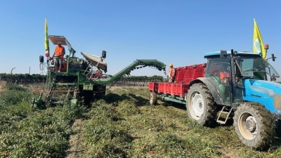 SICCITÀ: COLDIRETTI PUGLIA, AL VIA RACCOLTA POMODORO MADE IN ITALY