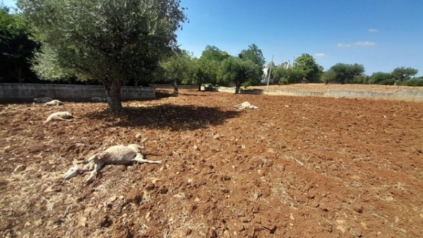 COLDIRETTI PUGLIA, CON TROPICALIZZAZIONE SOS SELVATICI IN CAMPAGNA E IN MARE