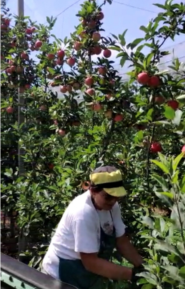 MELE: COLDIRETTI, AL VIA RACCOLTA IN PUGLIA