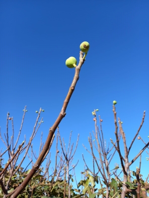 CLIMA: COLDIRETTI PUGLIA, NOVEMBRE FOLLE CON CILIEGI IN FIORE