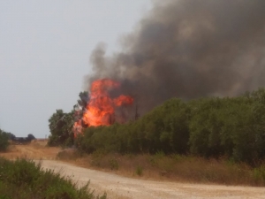 Incendio Vivaio Ecoverde