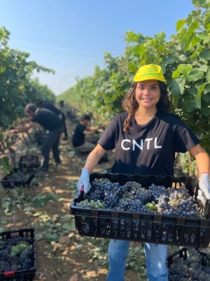 VENDEMMIA: COLDIRETTI PUGLIA, AL VIA CON RACCOLTA GRAPPOLI NEGROAMARO