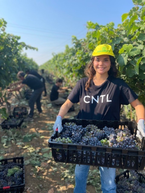 VENDEMMIA: COLDIRETTI PUGLIA, AL VIA CON RACCOLTA GRAPPOLI NEGROAMARO