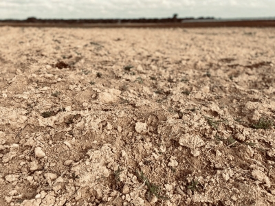 SICCITÀ: COLDIRETTI PUGLIA, SENZA PIOGGE -36% ACQUA NEGLI INVASI