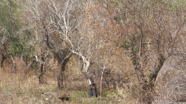 XYLELLA: COLDIRETTI PUGLIA, MONITORAGGI COL CONTAGOCCE SOLO 15 SQUADRE SU 90 DEL 2020; 11 ULIVI INFETTI A MONOPOLI E 1 A POLIGNANO