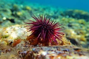 Sospensione per tre anni della pesca del riccio di mare in Puglia