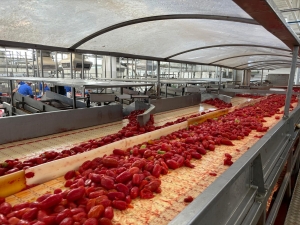 Linea di produzione del pomodoro pelato di Conserve Italia - Mesagne (Br)