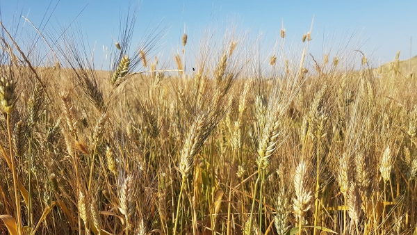 COLDIRETTI PUGLIA, GRANO TRICOLORE GIU’ DEL 30% MENTRE TRIPLICA IMPORT DA UCRAINA IN ITALIA