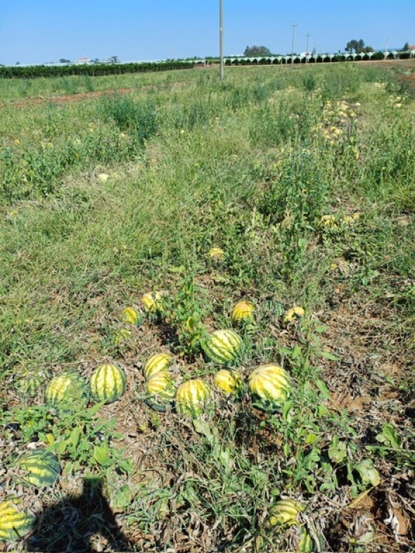 FRUTTA E VERDURA ’SCOTTATE’ DA SOLLEONE E BRUCIATE DA SICCITÀ