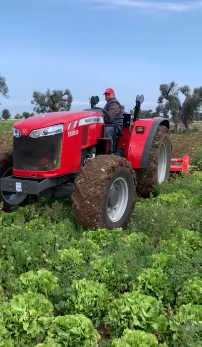 Costi delle verdure in netto calo, gli agricoltori fresano le produzioni