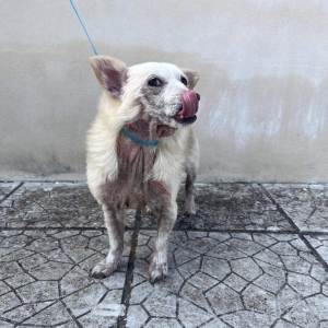 Mesagne. Cagnolina abbandonata per strada