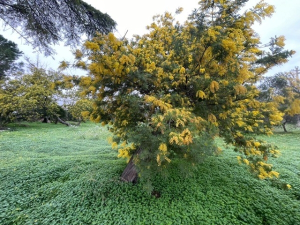 COLDIRETTI PUGLIA, MIMOSE E MANDORLI GIÀ IN FIORE IN PUGLIA