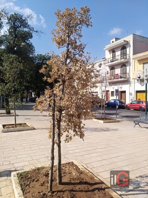 Alberello secco di leccio in villa comunale