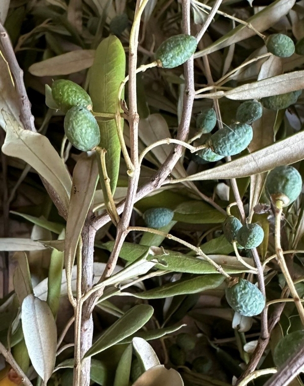 COLDIRETTI PUGLIA, OLIVE AVVIZZITE PER MANCANZA DI ACQUA