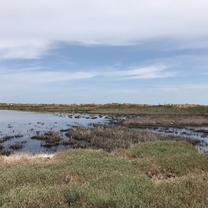 Legambiente. Pulito il parco punta delle Saline