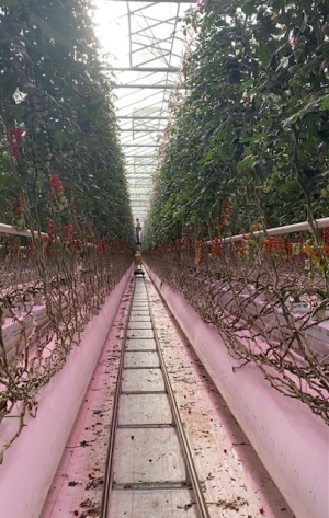 COLDIRETTI PUGLIA, CARO BOLLETTE PESA SU VERTICAL FARMING