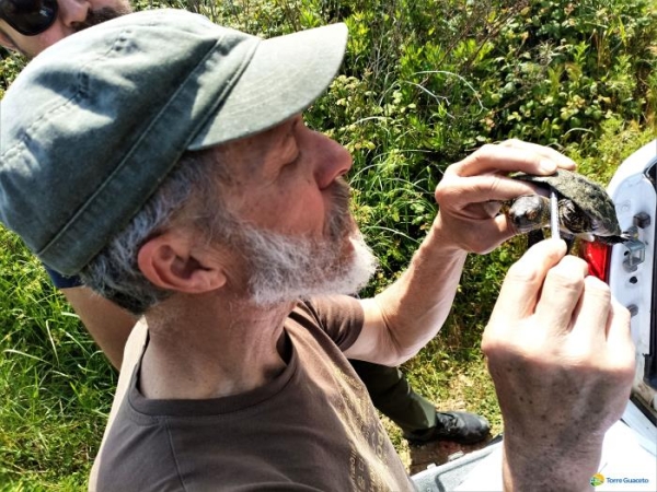 A Torre Guaceto si studiano le testuggini per proteggere la specie