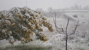 COLDIRETTI PUGLIA, ALLARME NEVE E GELO PER FRUTTA E VERDURA