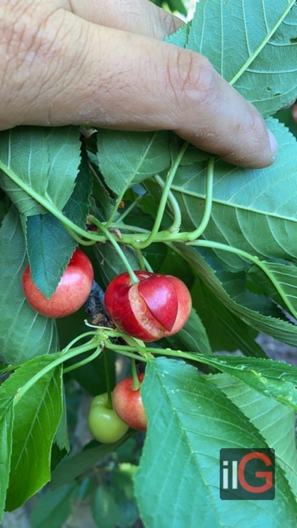 CILIEGIE: COLDIRETTI PUGLIA, CROLLO VERTICALE PREZZI IN CAMPAGNA