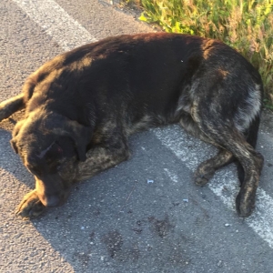 Mesagne. Investe un cane e l&#039;abbandona in fin di vita